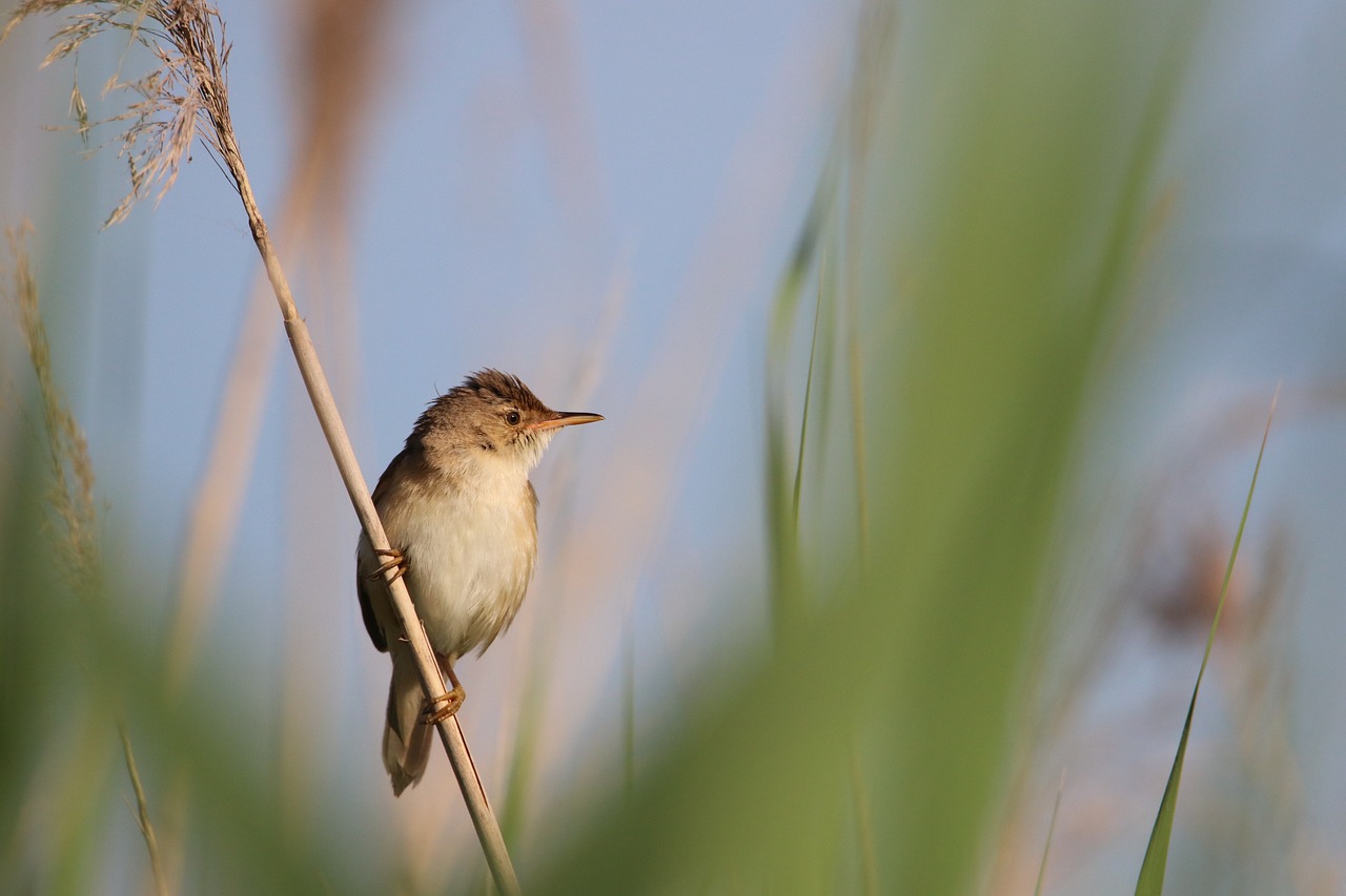 The Role of Biodiversity in Eco-Friendly Gardening